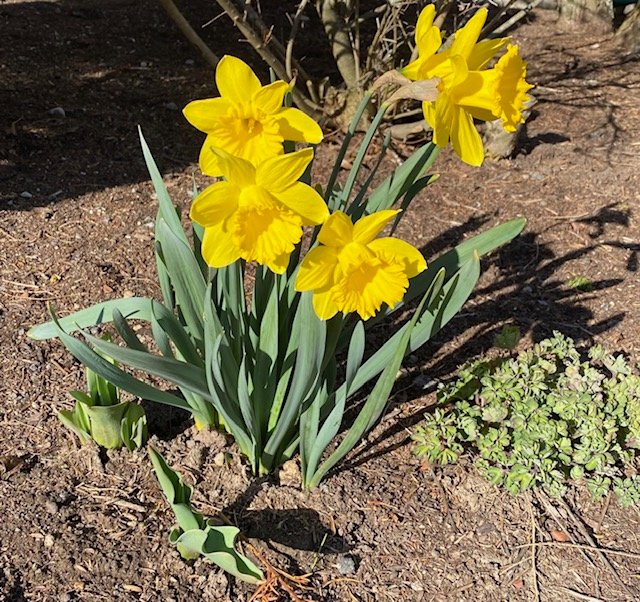 APRIL HAPPENINGS: THELMA SHONEMAN: SAY IT WITH FLOWERS.     APRIL 12 AT 11:30