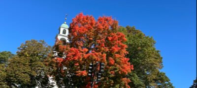 FESTIVAL OF WREATHS, TREES & TABLESCAPES